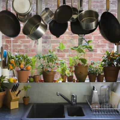 edible plants grow in your kitchen